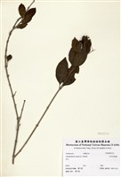 藏品(白花苦藍盤)的圖片